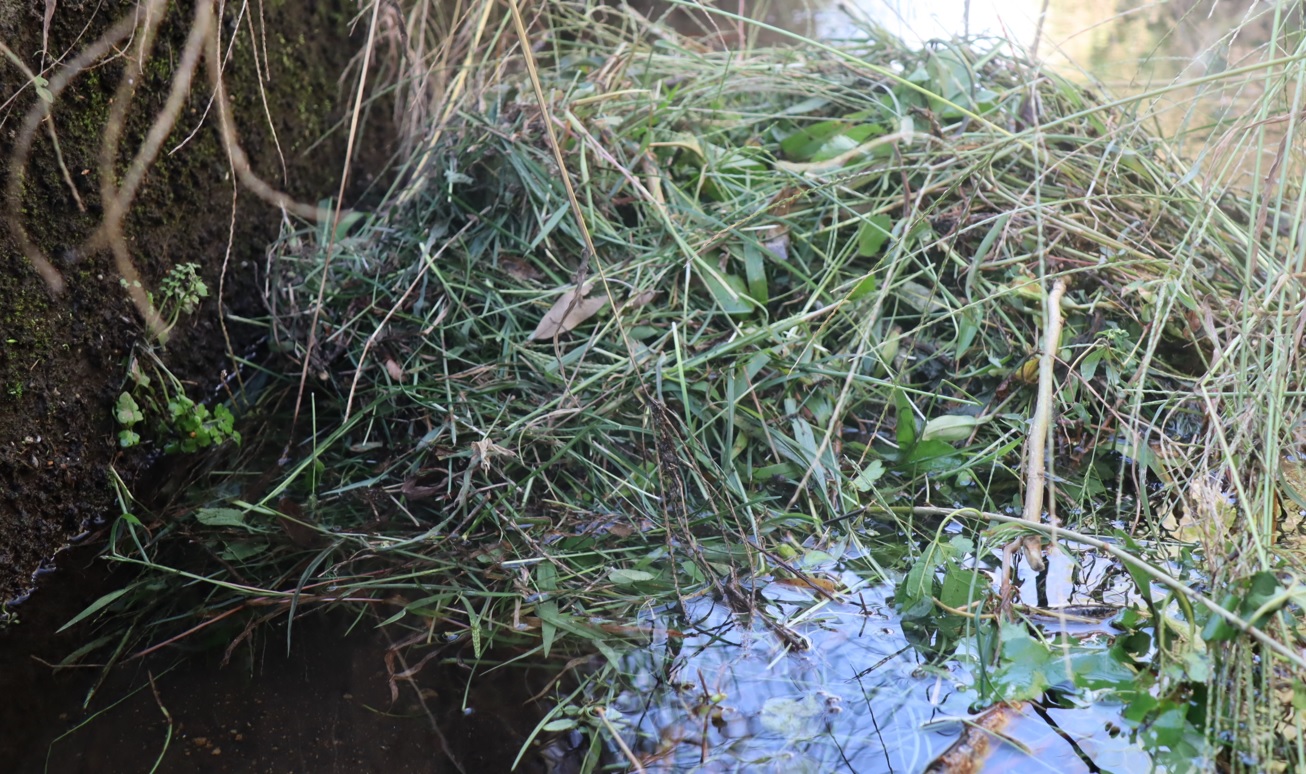 タガメ（アングル2）_タガメの里 タガメの命をつなぐ用水路_2022年9月29日13時20分頃_気温29度